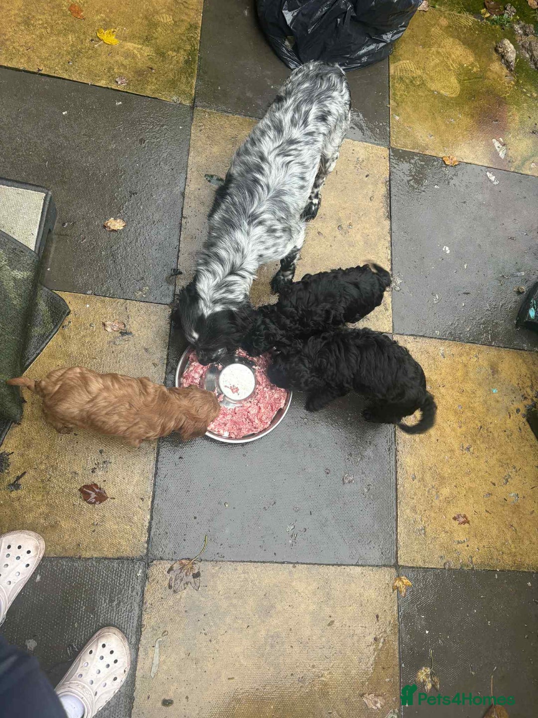 Cockapoo dogs for sale: Beautiful F1 cockapoo  - Advert 8