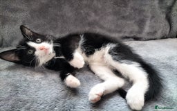 Mixed Breed cats for sale: 3 beautiful tux and black kittens for sale  - Image 7
