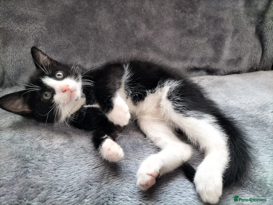Mixed Breed cats for sale: 3 beautiful tux and black kittens for sale  - Image 7