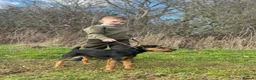 Patterdale Terrier dogs for sale: Patterdale Terriers  - Advert 8