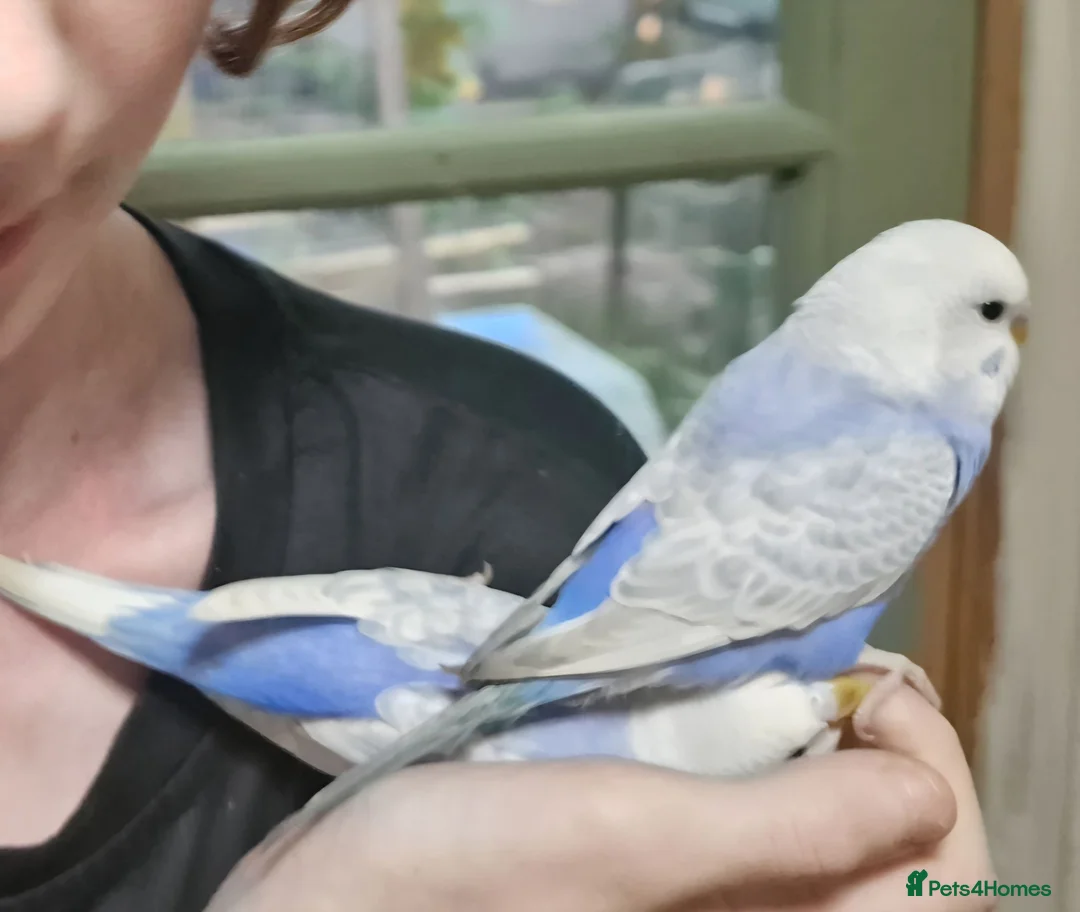 Budgerigars birds for sale: 2 baby budgies - Advert 1