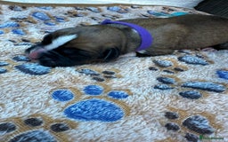 Boxer dogs for sale: Boxer Puppies KC registered  - Image 13