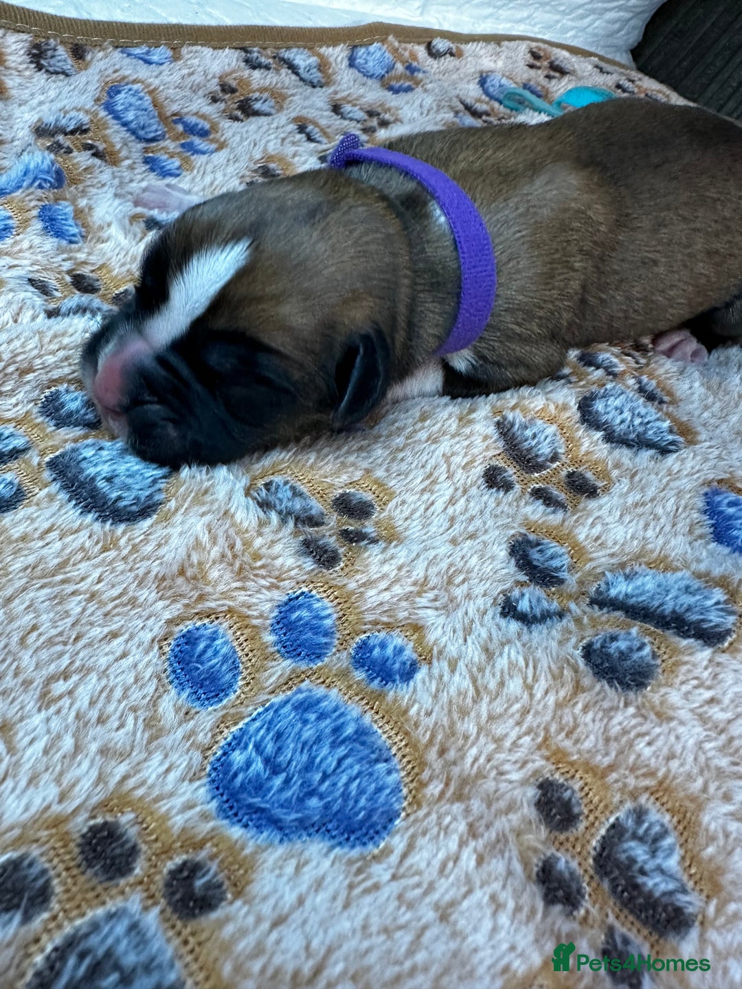 Boxer dogs for sale: Boxer Puppies KC registered  - Image 13