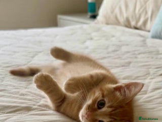 Mixed Breed cats KITTENS READY NOW - Advert 5