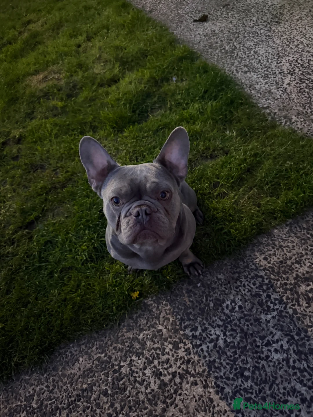 French Bulldog dogs for stud: STUD solid grey French bulldog - Advert 1