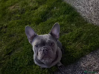 French Bulldog dogs STUD solid grey French bulldog - Advert 1