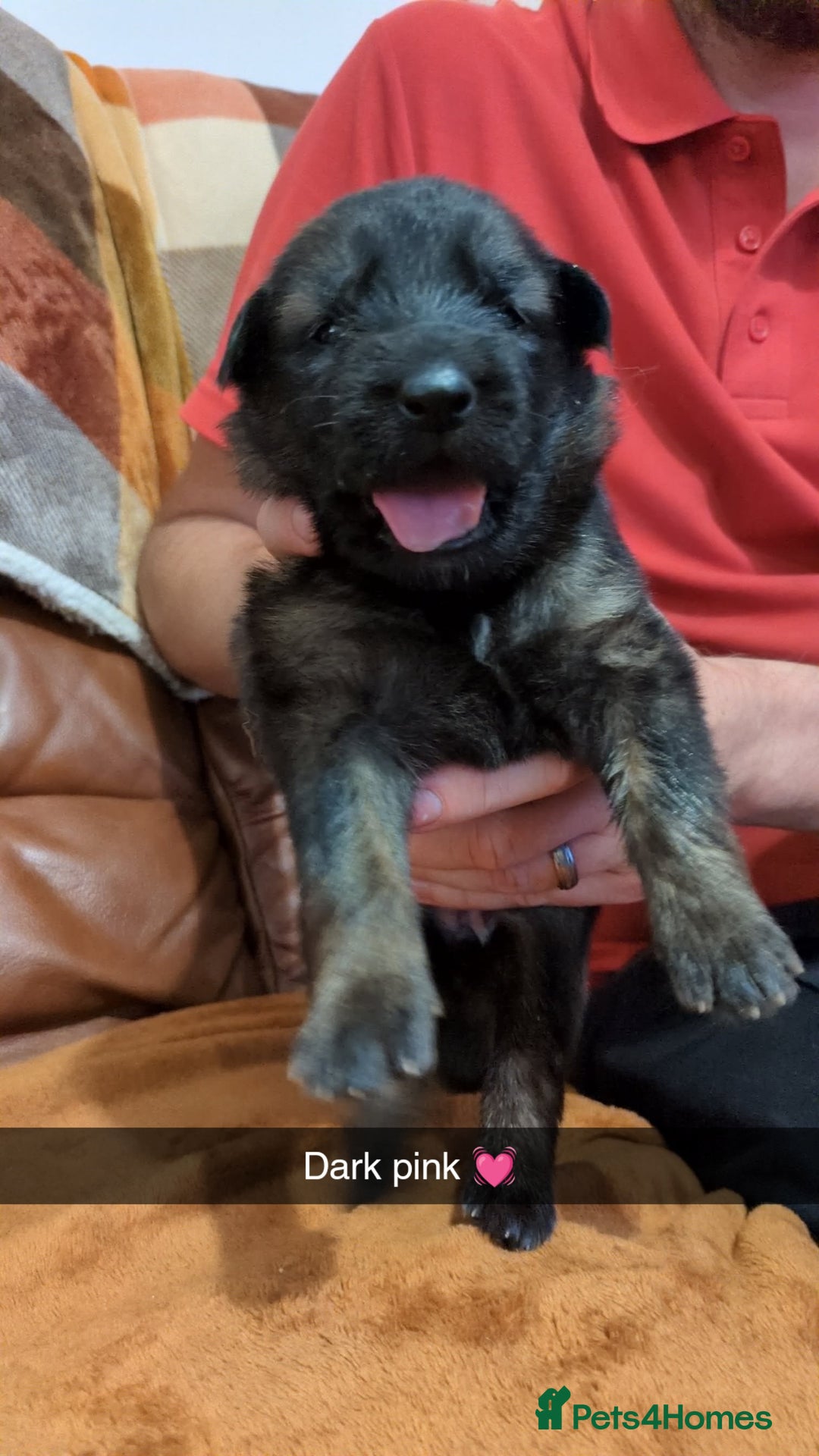 German Shepherd dogs for sale:  Gorgeous German Shepherd Puppies in Doncaster - Image 13