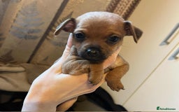 Chihuahua dogs for sale:  Chihuahua Puppies  - Image 2