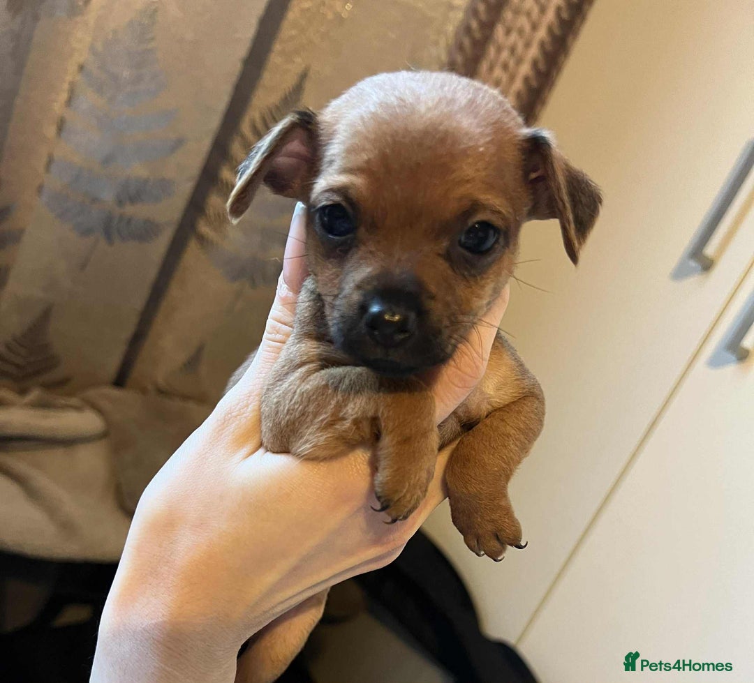 Chihuahua dogs for sale:  Chihuahua Puppies  - Image 2
