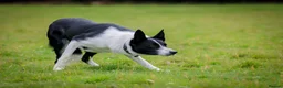 Border Collie dogs for stud: Athletic, Kind, Health Tested, Driven Stud - Advert 4