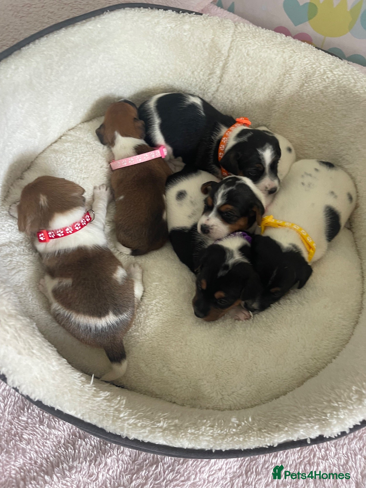 Jack Russell dogs Stunning traditional Jack Russell puppies - Advert 2