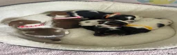Jack Russell dogs for sale: Stunning traditional Jack Russell puppies - Advert 2