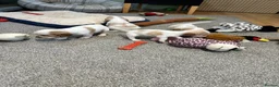 Cocker Spaniel dogs for sale: Beautiful orange roan show type cocker spaniels - Advert 17