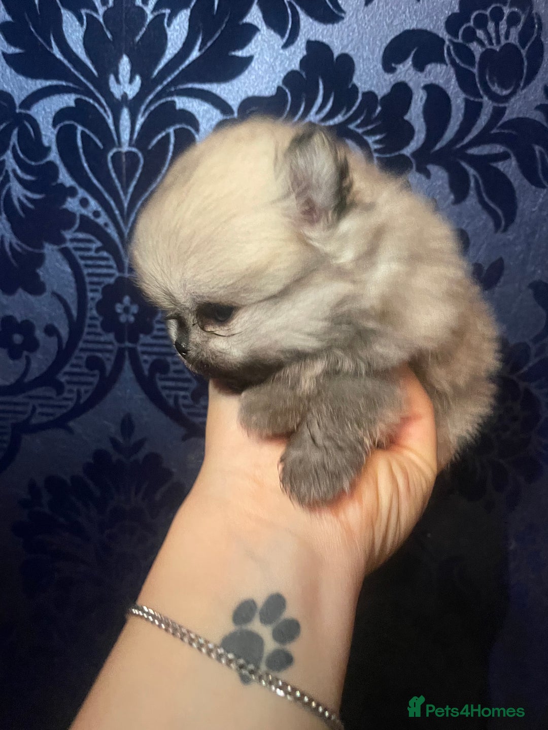 Pomeranian dogs for sale: RARE colour CHAMPION line Pomeranian puppy Pup - Advert 12