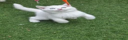 British Shorthair cats for sale: Pedigree British Shorthair Longhair Kittens TICA - Advert 16