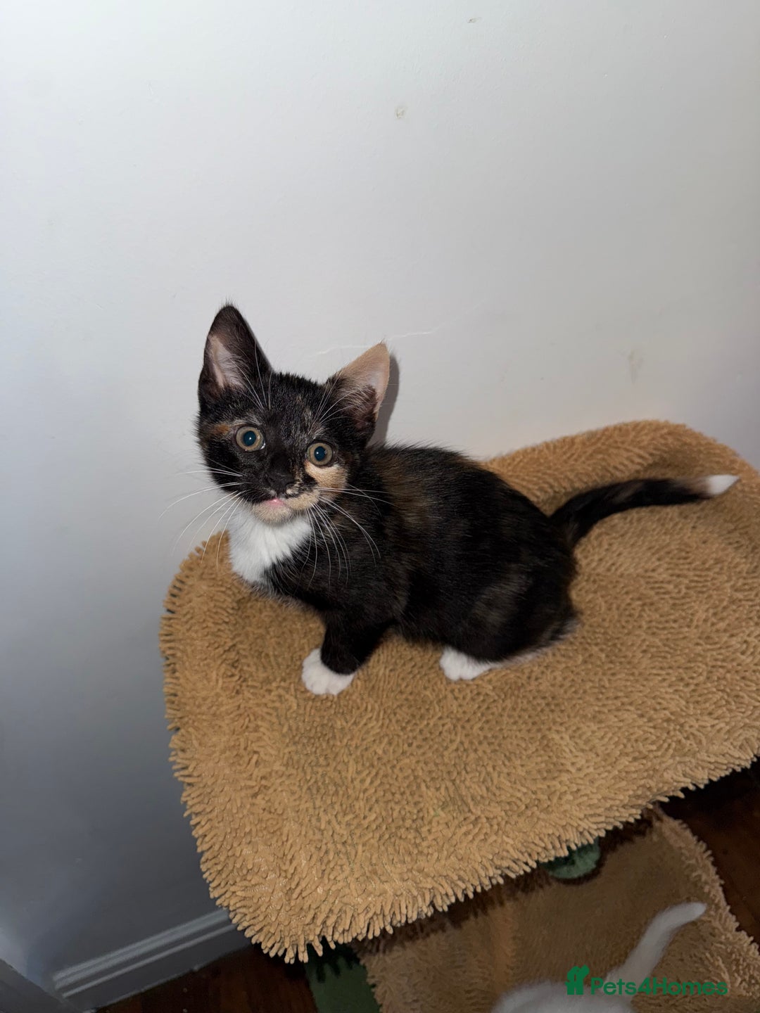 Turkish Angora cats for sale: 3 beautiful kittens for sale  - Advert 10