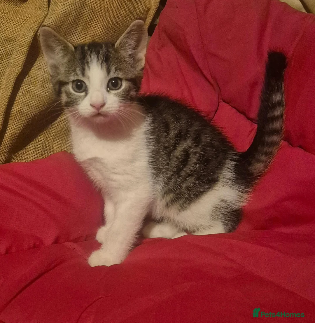 Mixed Breed cats for sale: 1 cute boy kitten left - Advert 8