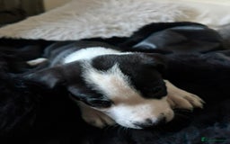 Mixed Breed dogs for sale: Male staffy x border collie puppy - Image 5