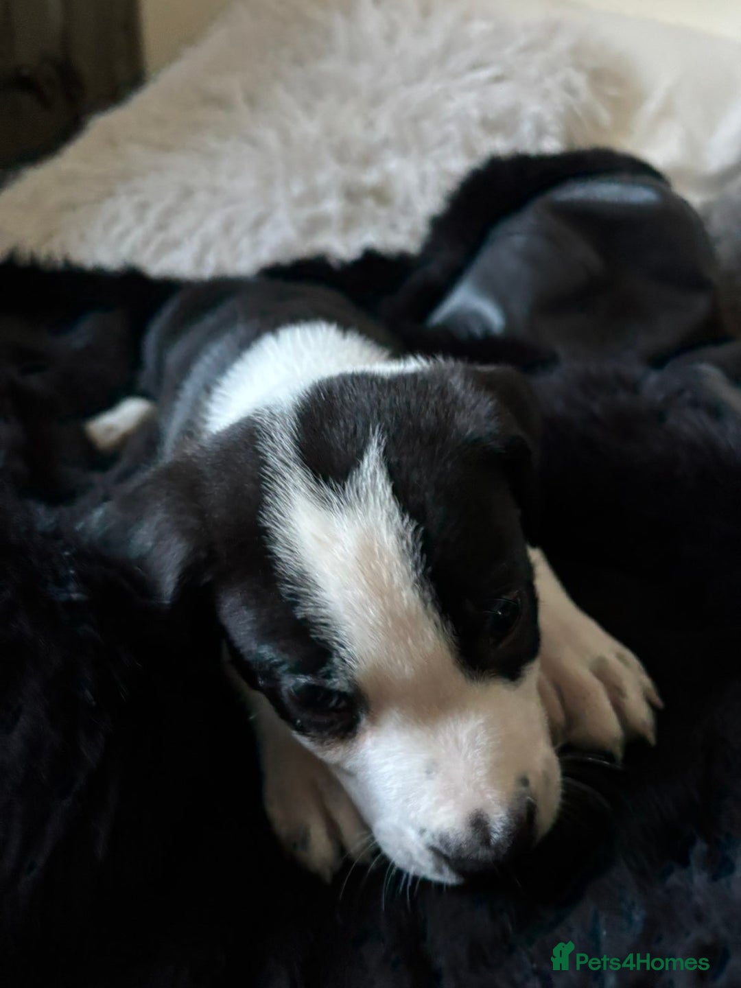 Mixed Breed dogs for sale: Male staffy x border collie puppy - Image 5