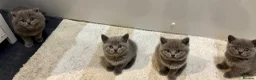British Shorthair cats for sale: Chunky British shorthair kittens & 1 long haired  - Advert 6