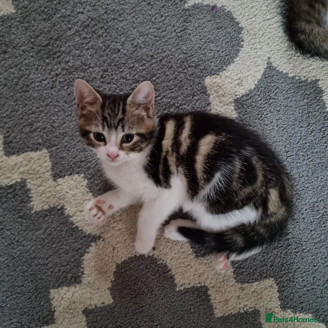 Mixed Breed cats for sale: 4 Cute Kittens For Sale !!!! - Advert 4