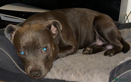 Staffordshire Bull Terrier dogs for sale: Tyson 🐾 The Blue Staff - Image 2