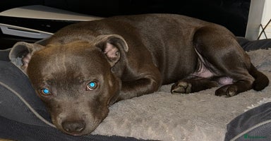 Staffordshire Bull Terrier dogs - Advert 2