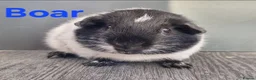 Guinea Pig rodents for sale: Beautiful Baby guinea pigs for sale  - Advert 7