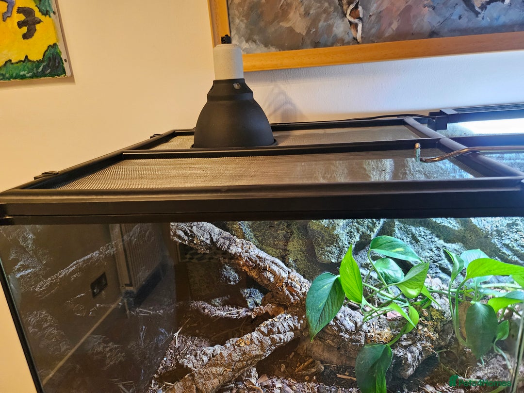 Corn Snake reptiles for sale: Corn Snake and Full Setup  - Advert 7