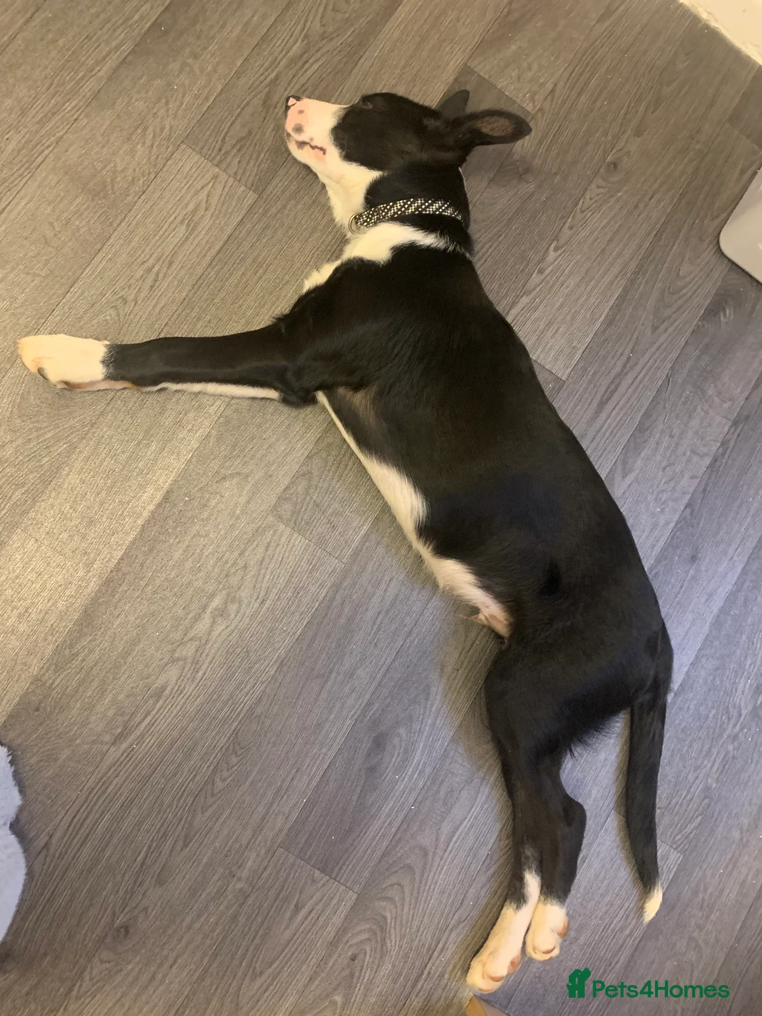 Border Collie dogs for sale: Gorgeous Collie Needs Rehoming. in Exeter - Advert 6