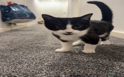 Mixed Breed cats for sale: Needs to go to a loving Home - Advert 2