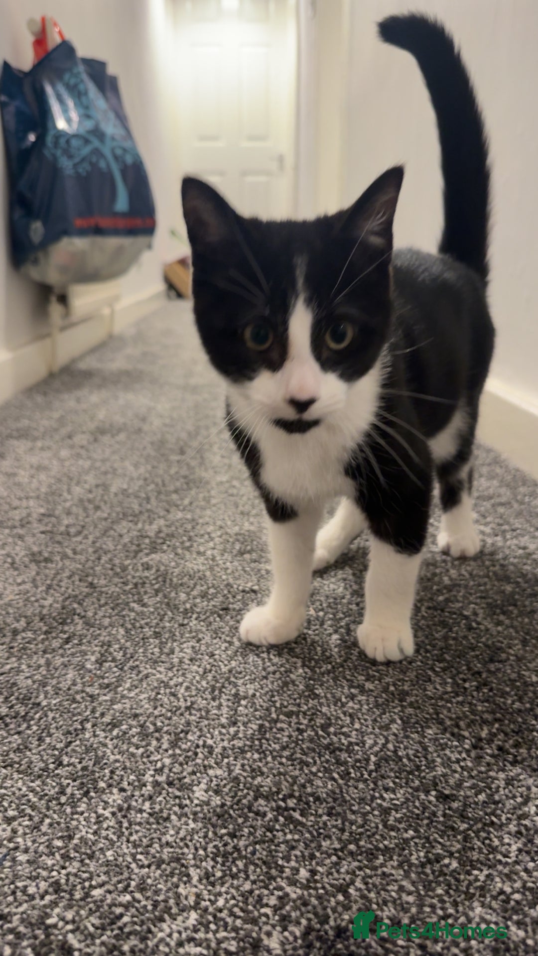 Mixed Breed cats for sale: Needs to go to a loving Home - Advert 2