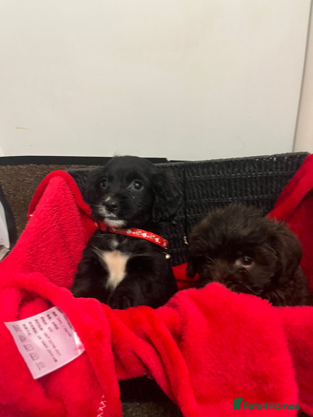 Sproodle dogs for sale: 7 beautiful sproodle puppies  - Advert 3