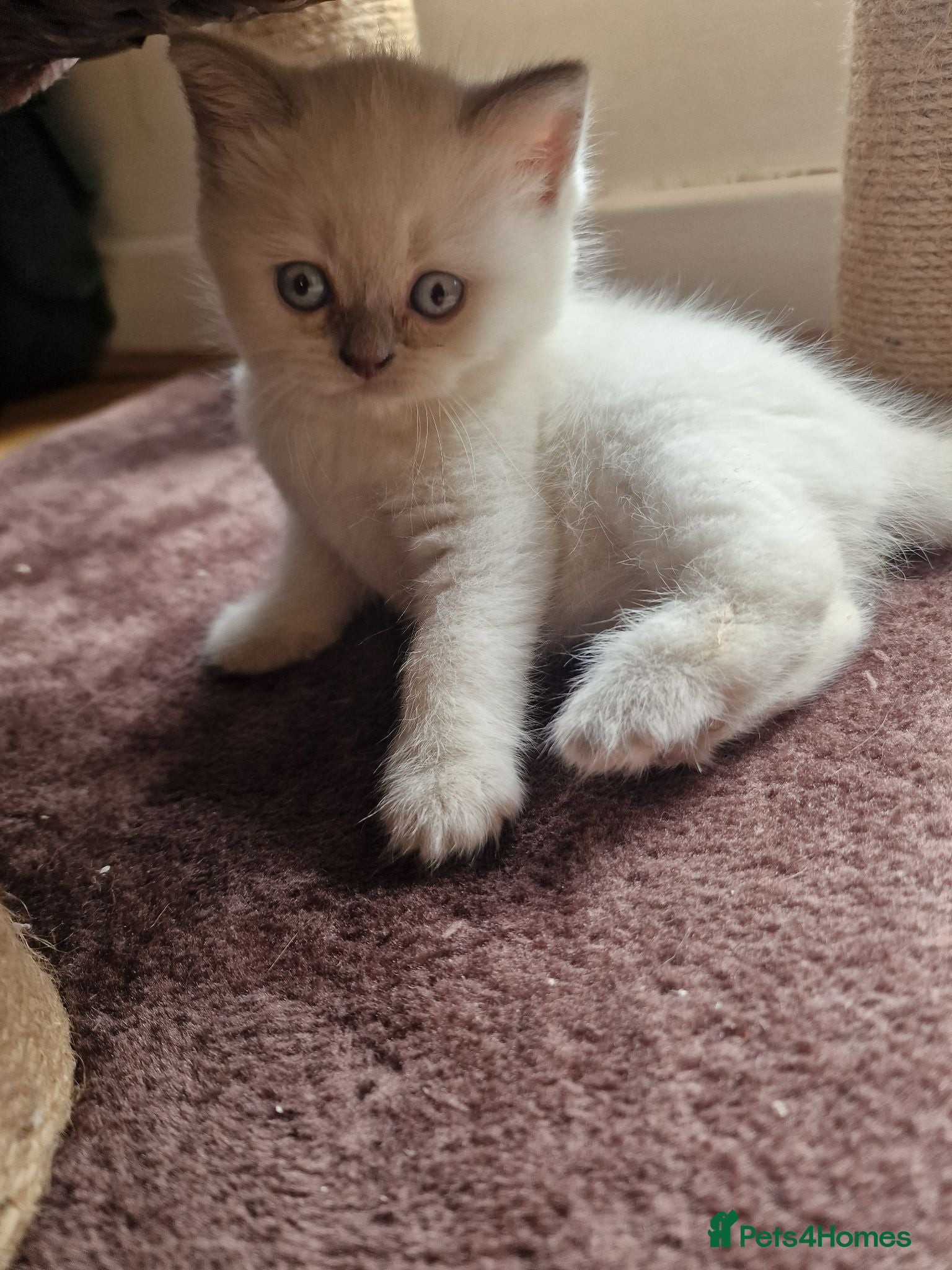 British Shorthair cats Rare British shorthair kittens - Advert 2