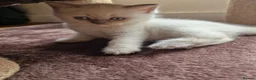 British Shorthair cats for sale: Rare British shorthair kittens - Advert 1