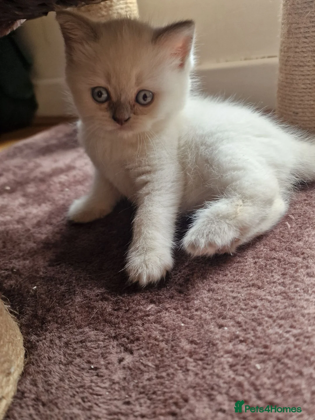 British Shorthair cats for sale: Rare British shorthair kittens - Advert 1