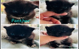 Himalayan cats for sale: Rare Himalayan mix kittens - Image 7