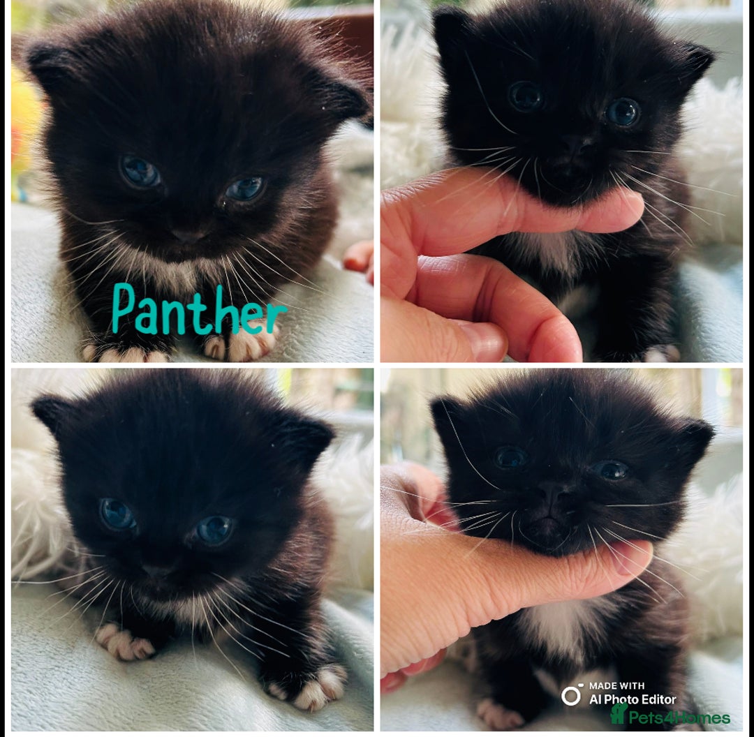Himalayan cats for sale: Rare Himalayan mix kittens - Image 7