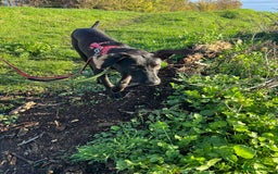 Whippet dogs for adoption: ASH-12 months,Medium,playful/friendly/loves people - Image 6