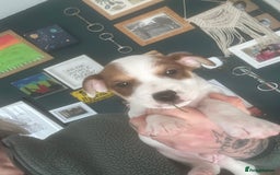 Jack Russell dogs for sale: 2 jack russell pups - Advert 2