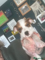 Jack Russell dogs 2 jack russell pups - Advert 4