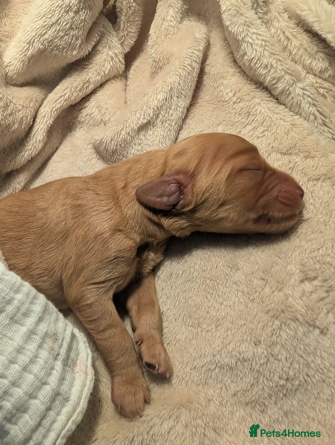 Irish Doodle dogs for sale: Irish doodle puppies - Advert 2