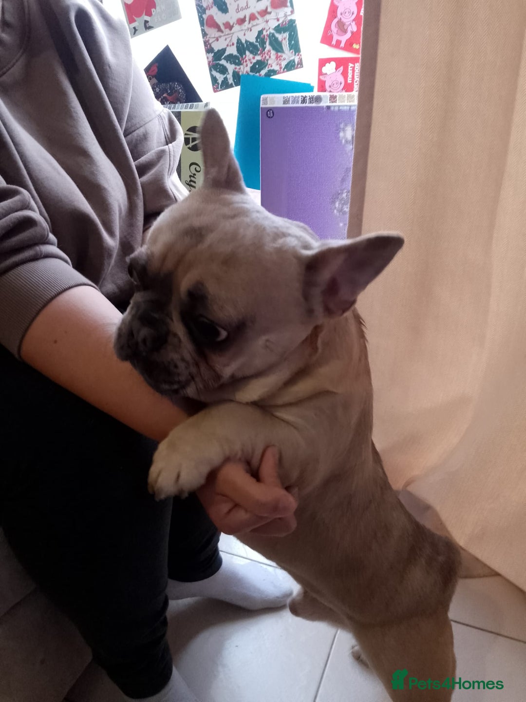 French Bulldog dogs for sale: male french bulldog  - Advert 5