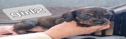 Dachshund dogs for sale: Dachshunds puppies - Advert 11