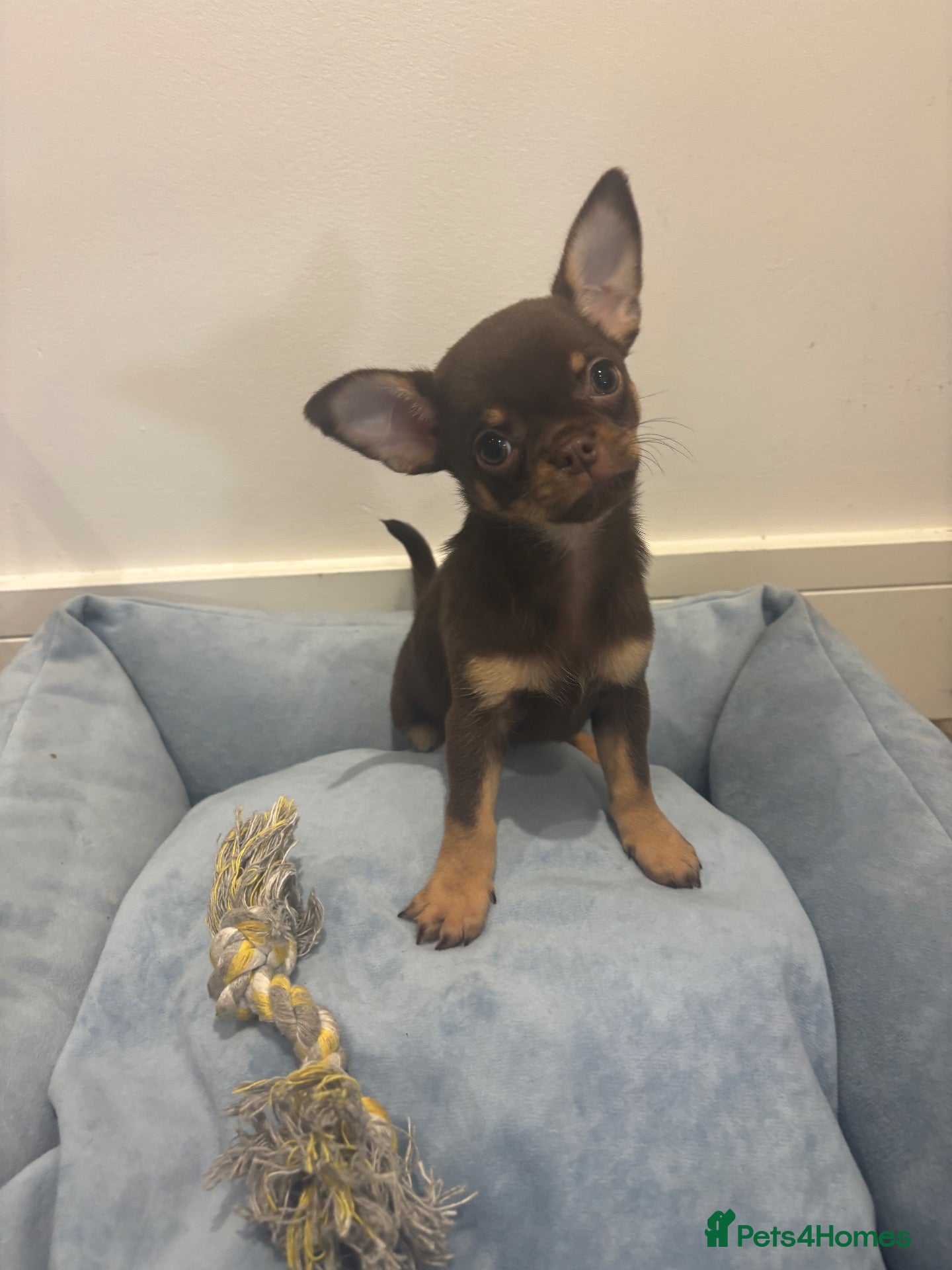 Chihuahua dogs Stunning KC Reg Chocolate Chihuahuas - Advert 1