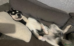 Mixed Breed dogs for sale: Siberian Husky/Border Collie cross - Advert 9