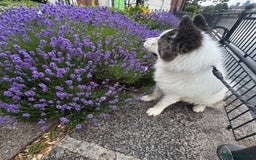 Akita dogs for sale: Quality Family Raised American Akita Puppies - Image 26