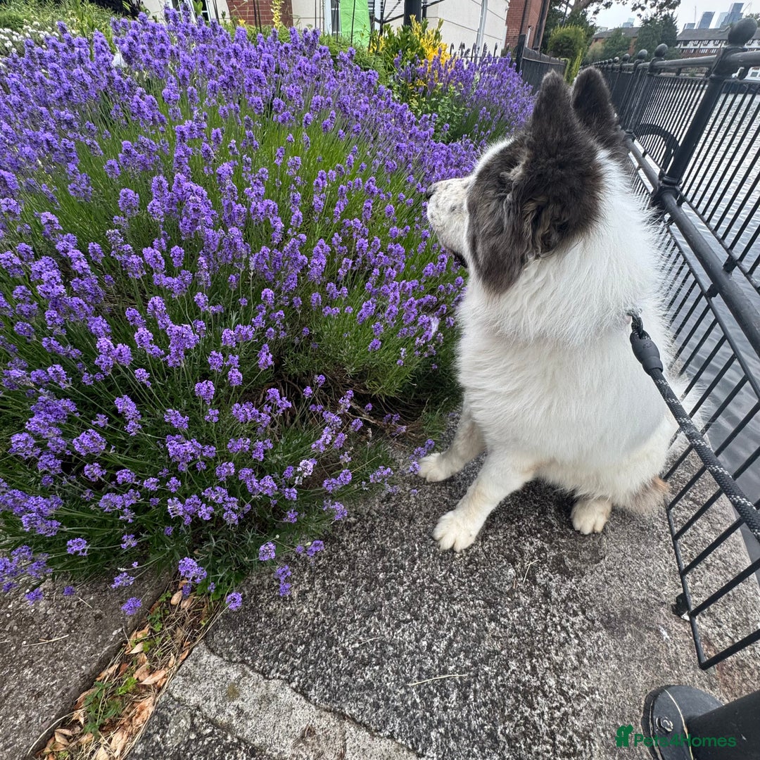 Akita dogs for sale: Quality Family Raised American Akita Puppies - Image 26