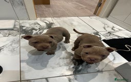 American Bully dogs for sale: Beautiful pocket bully’s final boy remaining  - Image 4