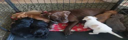 Mixed Breed dogs for sale: READY NOW Cocker Spaniel x Fenchie puppies - Advert 12